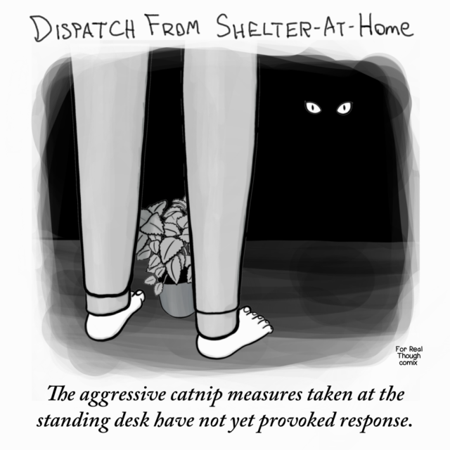 Dispatch From Shelter-At-Home 1